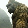 Kong 👑 的头像