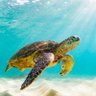 swifturtle 12 的头像