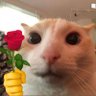 Thomas Certainty's profile picture
