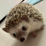 純子@🦔🦔チョコ🌈とラムネ♥️'s profile picture