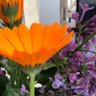 Aysegul Duygu's profile picture