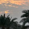 نخله's profile picture