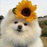 อุ๋งอุ๋ง 的头像