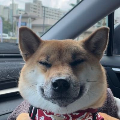 柴犬のうにさんと白柴のふぐさん's profile picture