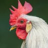 whiteニワトリ😎 profil fotoğrafı