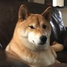 Profilbild von Fragilefox