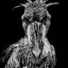Фото профиля Reekycrow