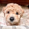 陳君君 Lisa's profile picture