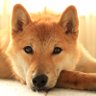 Фото профиля 柴犬『はる』との生活