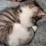 ほっしー profil fotoğrafı