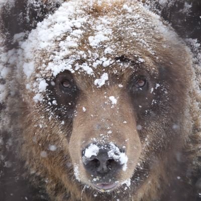 shimauma's profile picture