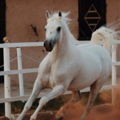 ( الهوواوي )'s profile picture