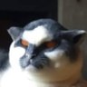 jetaddicted's profile picture