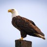 Profilbild von EaglemomTN