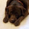Cygnus X-1 的头像