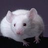 Фото профиля algernon79