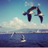 sadecedeniz's profile picture