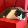 まぁはっちんとん profil fotoğrafı