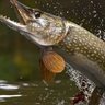 Esoxlucius #TAEM's profile picture