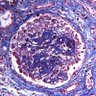Фото профиля Kidneyphiliac