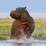Darth Hippopotamus 🦛🦛😎😎's profile picture