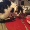 Dotty The Chess Gambit Cat profil fotoğrafı