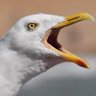 Seasider profil fotoğrafı