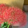 Dhanalakshmi Nagappa's profile picture