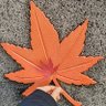 まる's profile picture
