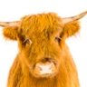 Profilbild von @thoirsteachmebo