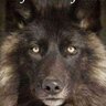 Ossifur ™ ✝️ 🇺🇸 MAGA 🇺🇸 Americanism 🇺🇸 ✝️.'s profile picture