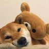 嘿嘿(^з^) 的头像