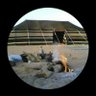 ناصر الفريح profil fotoğrafı