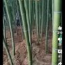 Profilbild von 我在远方等你