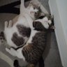 Nena profil fotoğrafı
