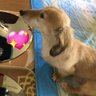 Profilbild von Pじゃんごうさぎ