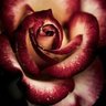 Rose RedThorn profil fotoğrafı