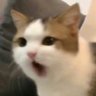 BB's profile picture