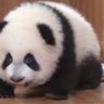 Profilbild von 反共救國武裝官方帳號