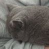 Dan akan profil fotoğrafı