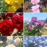 Фото профиля yukimi_i_5