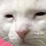 Profilbild von Dorian