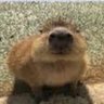 capy's profile picture