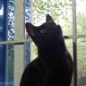 ChaosMago(Magotheos) profil fotoğrafı