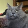 Dan R's profile picture