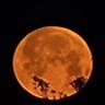 Man of The Moon's profile picture