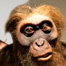 Profilbild von Sapiens