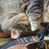 MyCatFinnegan profil fotoğrafı