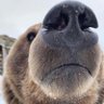 BEAR CUB's profile picture