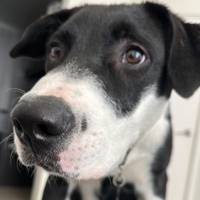 alliegetv's profile picture